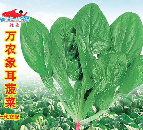 萬農象耳菠菜-菠菜種子-萬農高科
