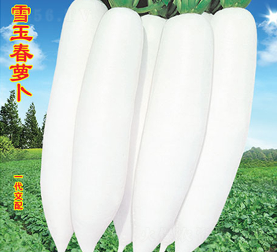雪玉春蘿卜-蘿卜種子-萬農高科