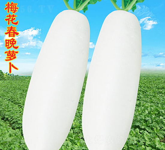 梅花春晚蘿卜-蘿卜種子-萬農高科