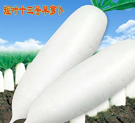 短葉十三號早蘿卜-蘿卜種子-萬農高科