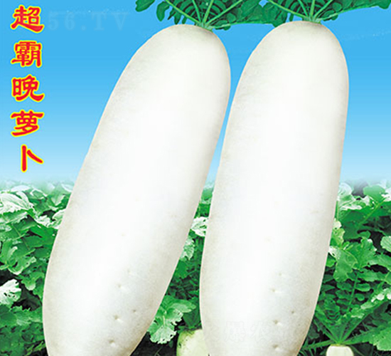 超霸晚蘿卜-蘿卜種子-萬農高科