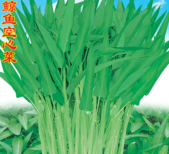 鯨魚空心菜-空心菜種子-萬農高科