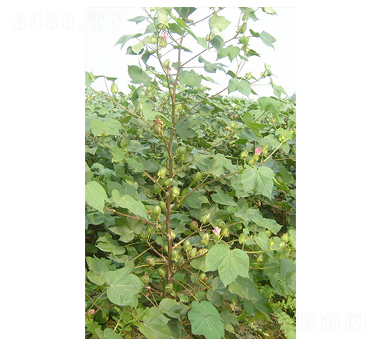 éŠ€èˆˆæ£‰5è™Ÿ-æ£‰èŠ±ç¨®å­-è¥¿åŸŸç¨®æ¥­
