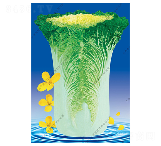 水師營11號(hào)-白菜種子-水師營
