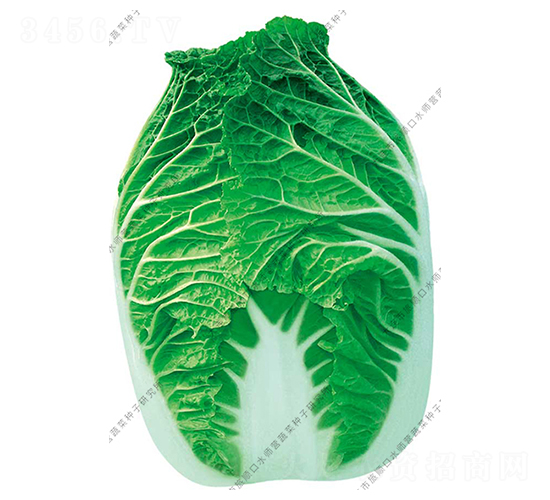 水師營(yíng)8號(hào)-白菜種子-水師營(yíng)