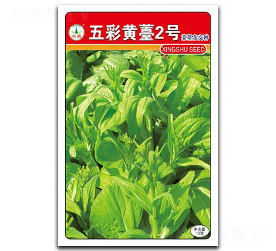 五彩黃苔2號-菜苔種子-興蔬種業