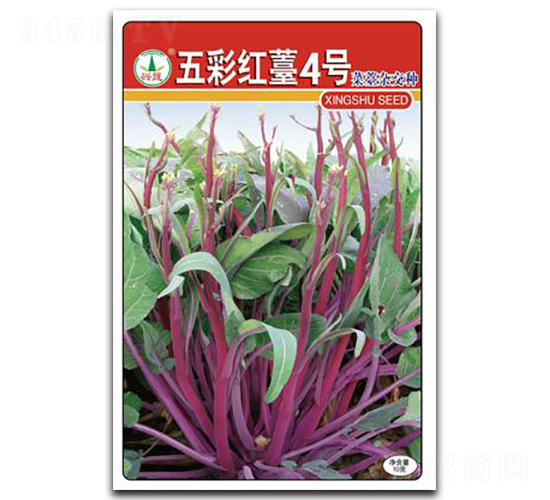 五彩紅薹四號-菜苔種子-興蔬種業