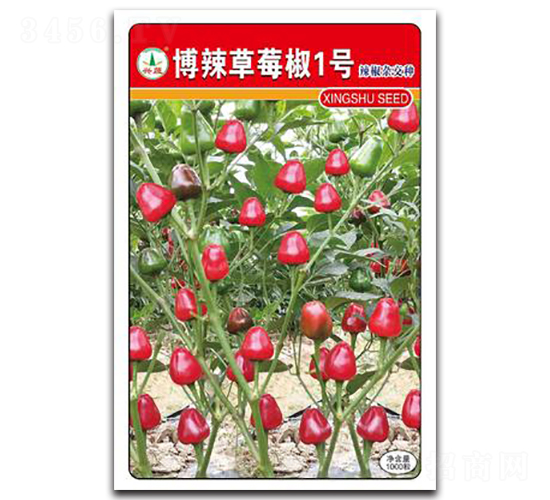 博辣草莓椒1號-辣椒種子-興蔬種業
