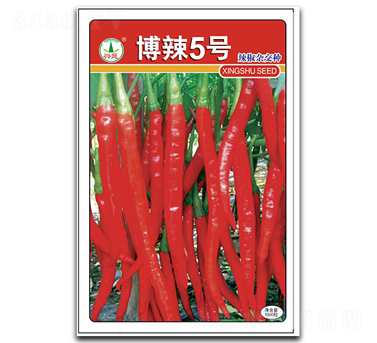 博辣5號-辣椒種子-興蔬種業