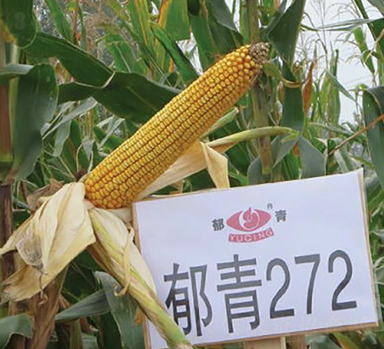 郁青272-玉米種子-九圣禾種業