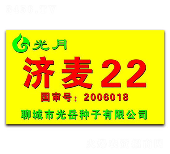 濟麥22-小麥種子-光岳種子