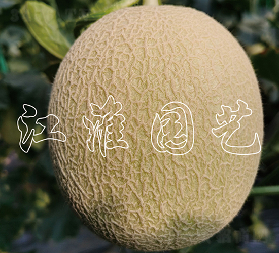 1̖-ϷN-@ˇ
