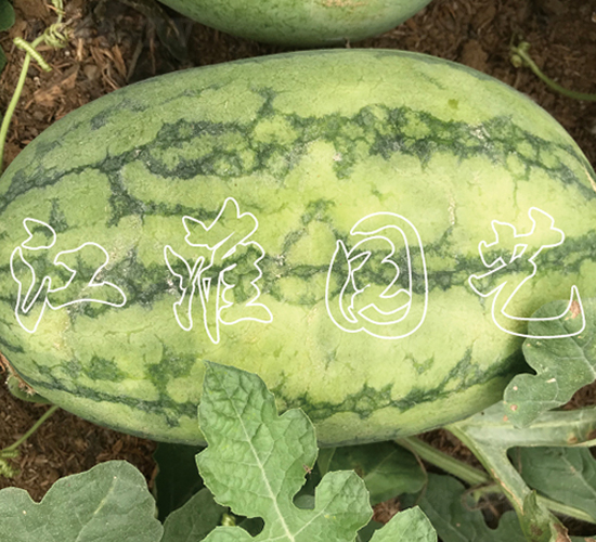 ׿Խ6̖-ϷN-@ˇ