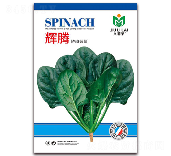 輝騰-菠菜種子-金鵬種業(yè)