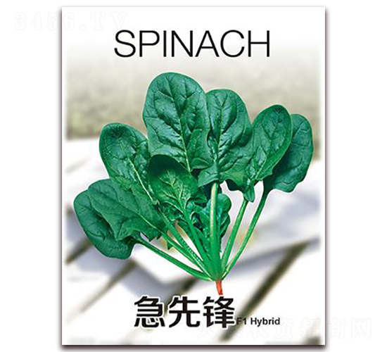 急先鋒-菠菜種子-金鵬種業