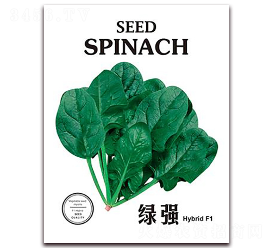 綠強-菠菜種子-金鵬種業