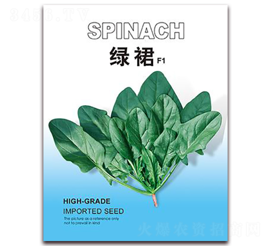 綠裙-菠菜種子-金鵬種業