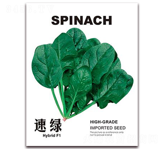 速綠-菠菜種子-金鵬種業