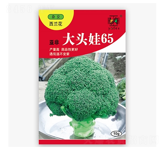 å¤§é ­å¨ƒ65-è¥¿è˜­èŠ±ç¨®å­-äºžéž