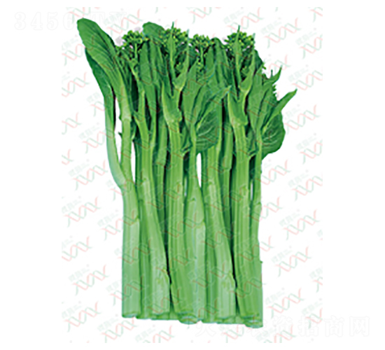 望春廳菜心-青菜種子-微萌種業