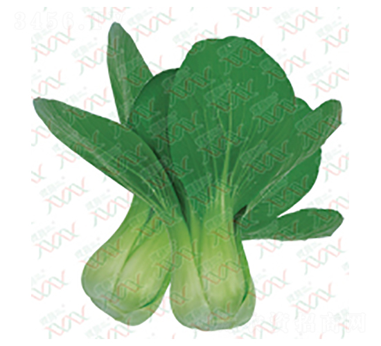 夏尊-青菜種子-微萌種業