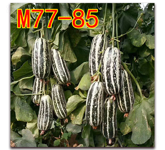M77-85-ƤϷN-·NI