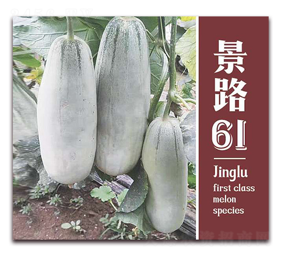 ·61-ƤϷN-·NI