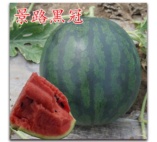 ·ڹ-ϷN-·NI(y)