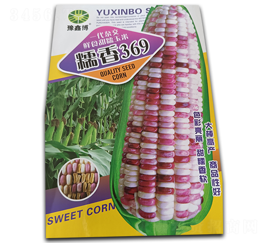 糯香369-糯玉米種子-豫鑫博