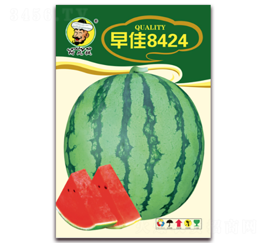 早佳8424-西瓜種子-現(xiàn)代種業(yè)