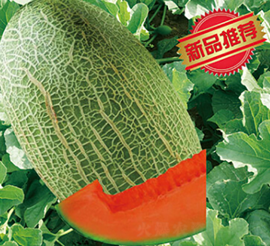 金玉青輝-甜瓜種子-金大道