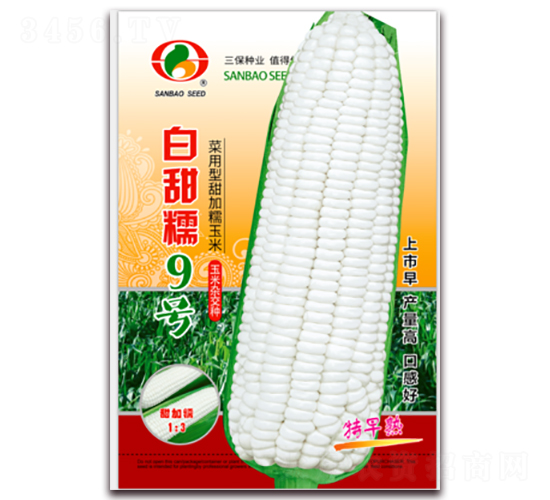 白甜糯9號-糯玉米種子-三保種業