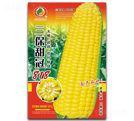 三保甜冠818-甜玉米種子-三保種業