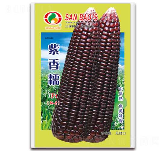 紫香糯F1-糯玉米種子-三保種業