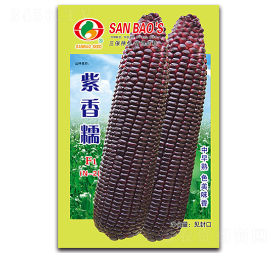 紫香糯F1N-2-糯玉米種子-三保種業
