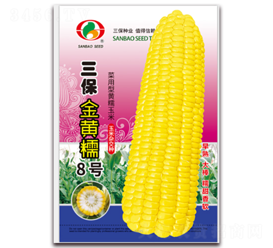 三保金黃糯8號-糯玉米種子-三保種業