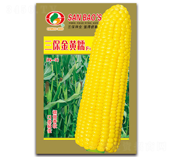 三保金黃糯F1-糯玉米種子-三保種業