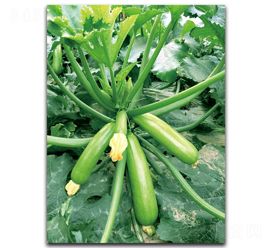壽科1507-西葫蘆種子-三木種苗
