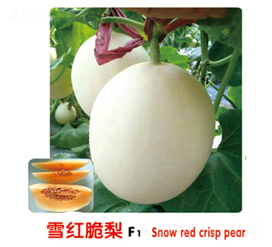 雪紅脆梨F1-甜瓜種子-盛旺種業