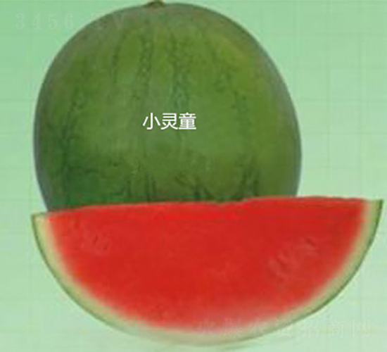 小靈童-西瓜種子-盛旺種業