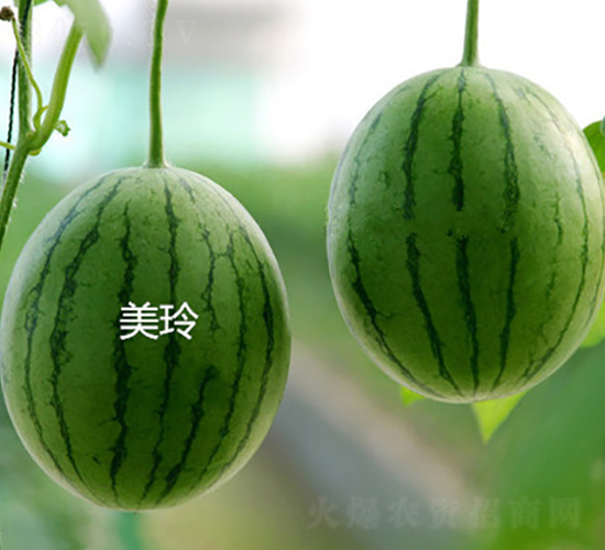 美玲-西瓜種子-盛旺種業