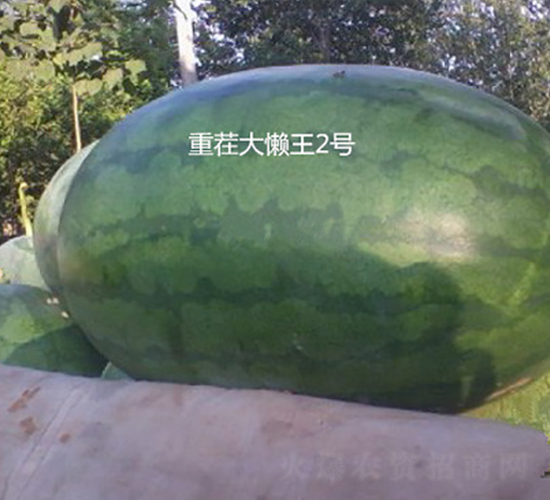 重茬大懶王2號(hào)-西瓜種子-盛旺種業(yè)