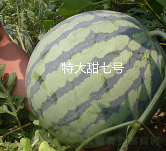 特大甜七號-西瓜種子-盛旺種業