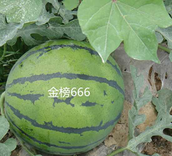 金榜666-西瓜種子-盛旺種業