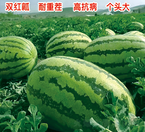 金星5號-西瓜種子-盛旺種業