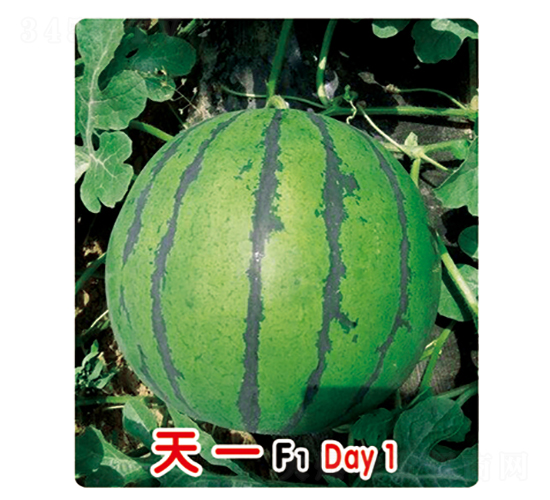 天一F1-西瓜種子-盛旺種業