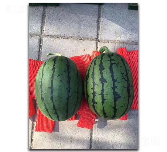 寒友2K-西瓜種子-盛旺種業
