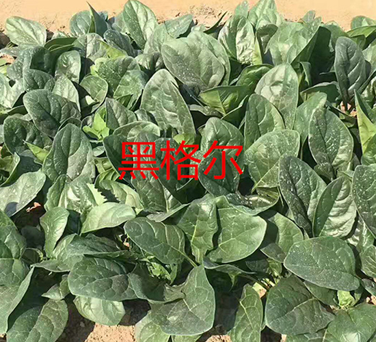 黑格爾-菠菜種子-盛旺種業
