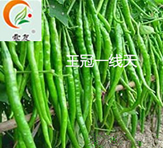 王冠一線天-辣椒種子-盛旺種業