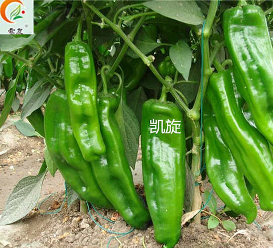凱旋-辣椒種子-盛旺種業